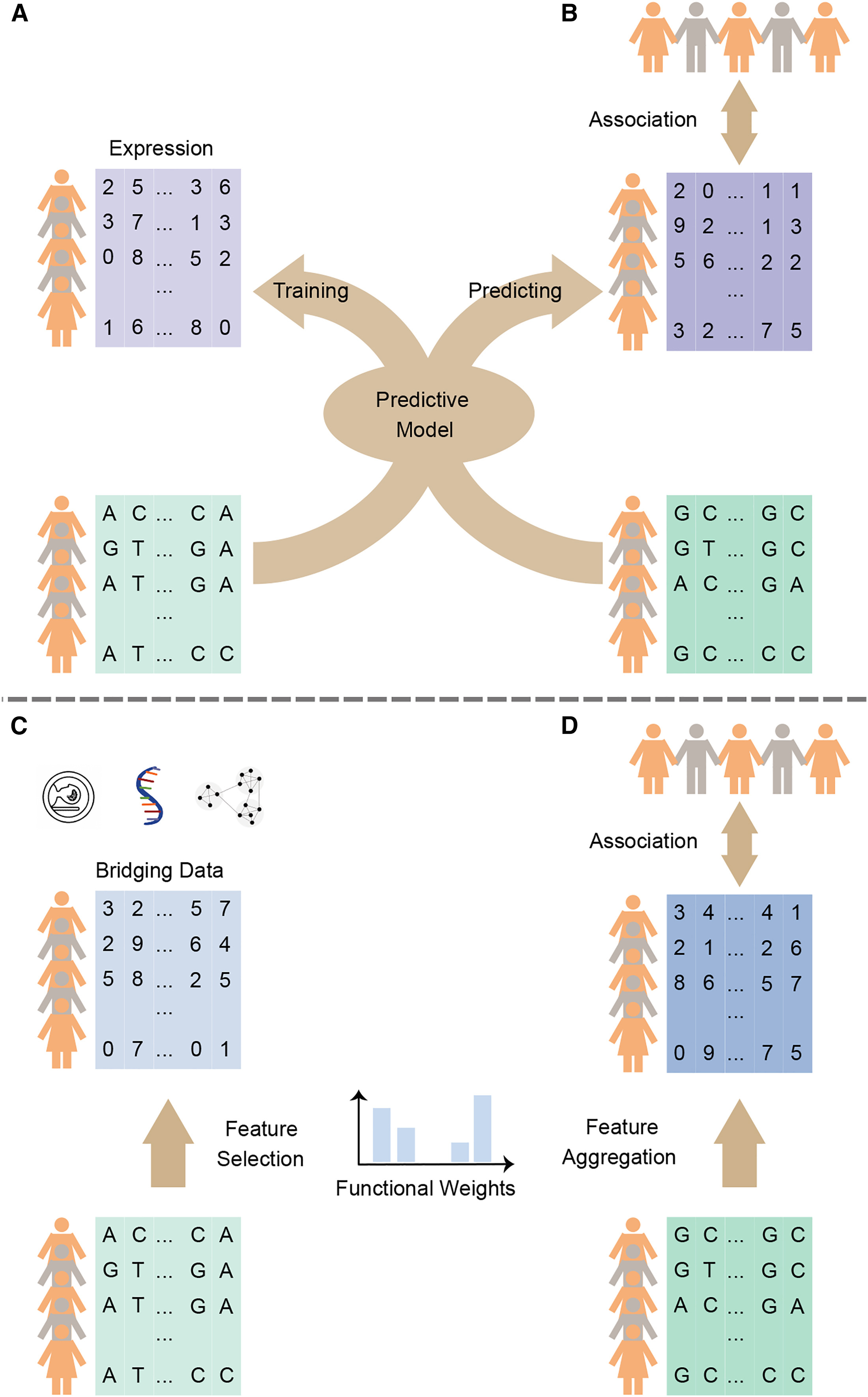 Image for A Statistical Method for Image-Mediated Association Studies Discovers Genes and Pathways Associated with Four Brain Disorders