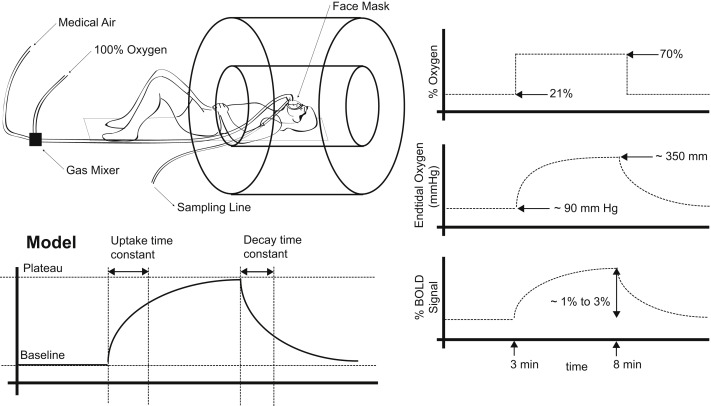 Image for Modelling Hyperoxia-induced BOLD Signal Dynamics to Estimate Cerebral Blood Flow, Volume and Mean Transit Time