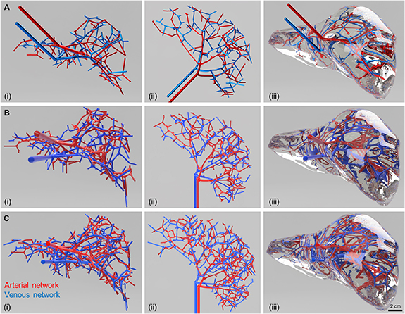 Image for Closed-loop vasculature network design for bioprinting large, solid tissue scaffolds